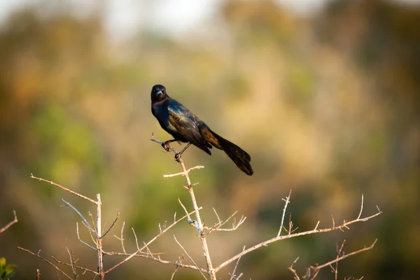 Blackbird on twig — Stock Photo, Image