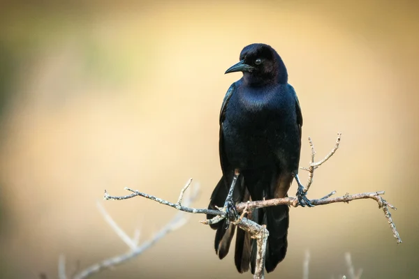 Pássaro negro no galho — Fotografia de Stock