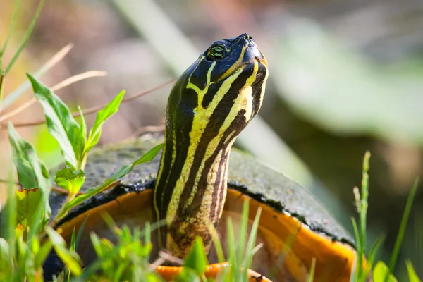 Florida Redbelly Turtle — Stock Photo, Image