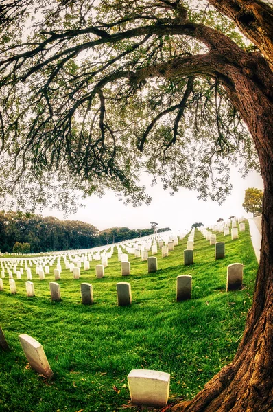 Nationalfriedhof von San Francisco — Stockfoto