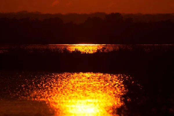 Svart punkt wildlife enhet — Stockfoto