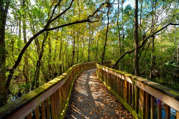 Bro i skog — Stockfoto