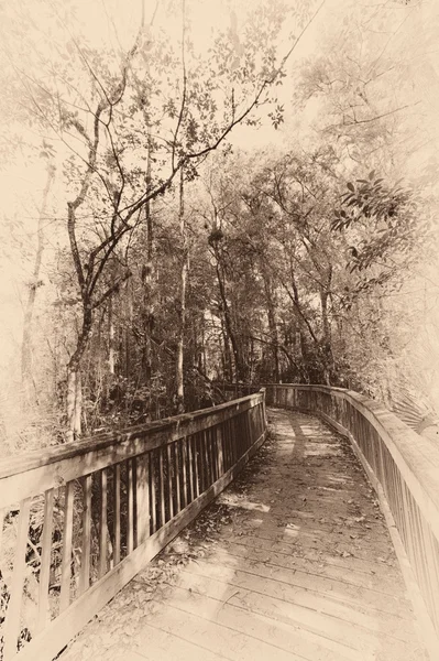 Pont dans une forêt — Photo