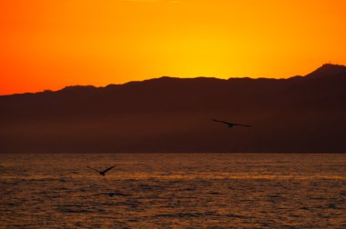 Birds flying over ocean clipart