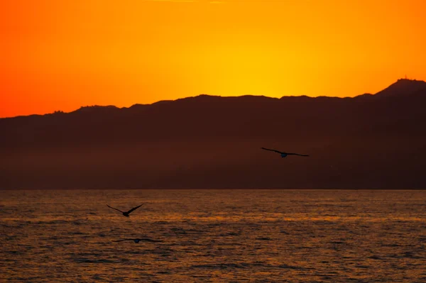 Vögel fliegen über Ozean — Stockfoto