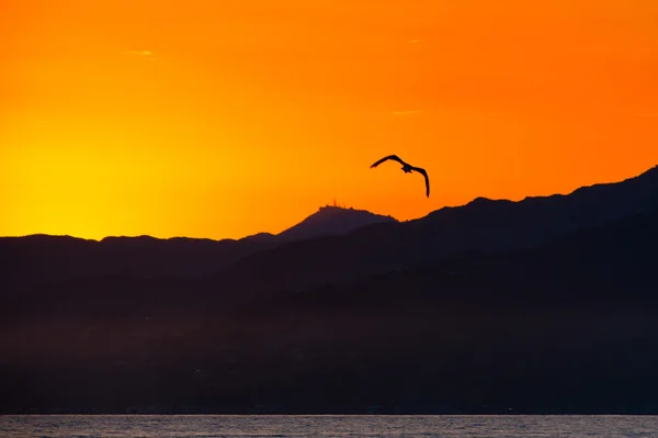 새가 바다 위에 비행 — 스톡 사진
