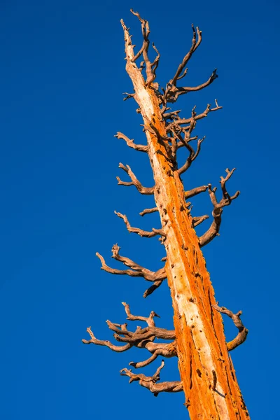 Kiszáradt fa — Stock Fotó