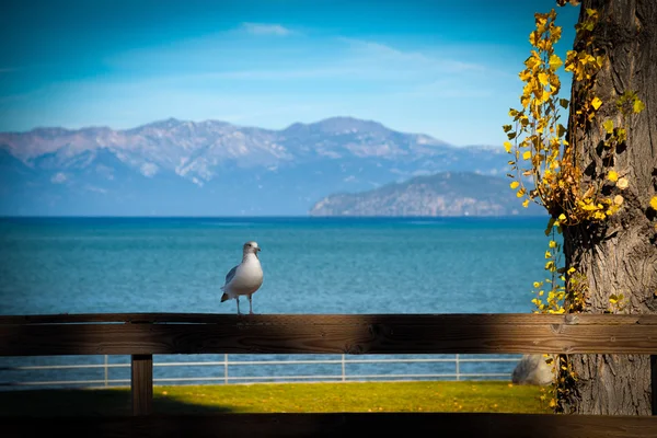 Seagull on a fence — Stock Photo, Image