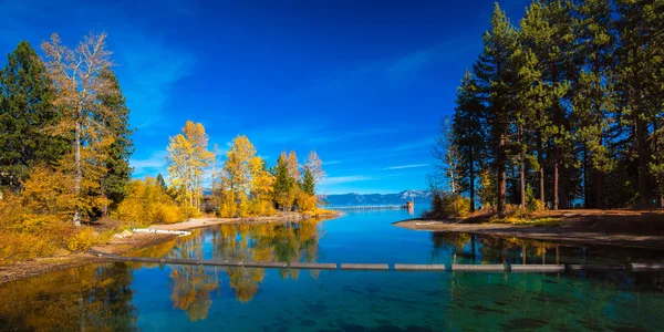 Trees at the lakeside — Stock Photo, Image