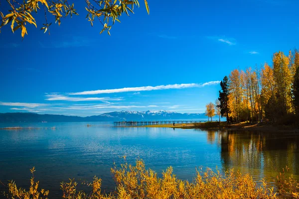 Дерева на березі озера — стокове фото