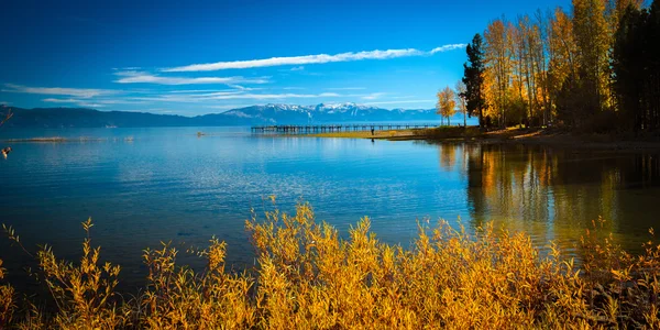 Árboles a orillas del lago — Foto de Stock