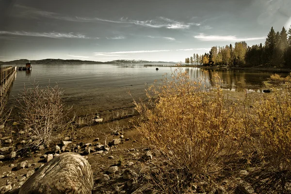 Trees at the lakeside — Stock Photo, Image