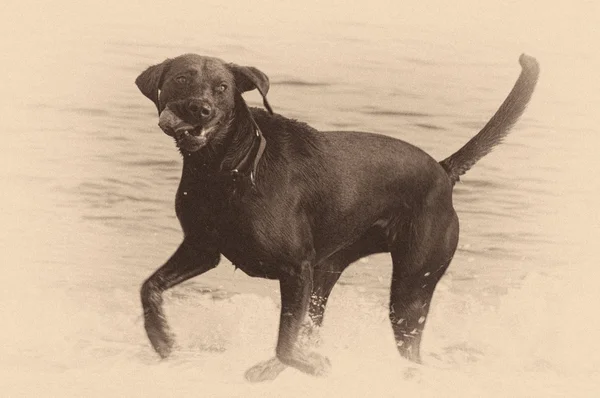 Black dog on beach — Stock Photo, Image