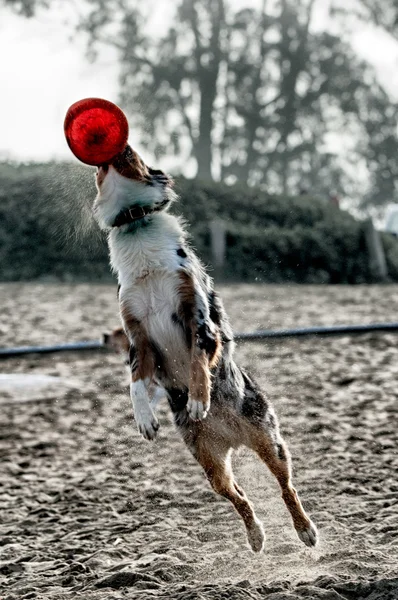 Dog playing on beach — Stock Photo, Image