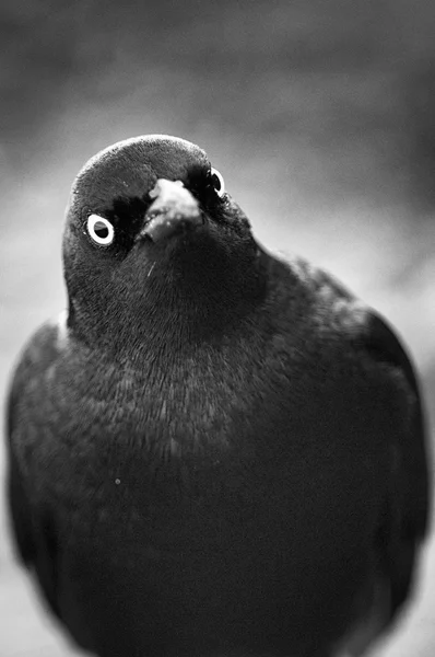 Zwarte vogel — Stockfoto