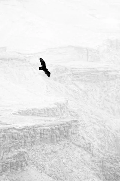 Oiseau survolant le grand canyon — Photo