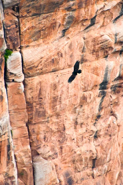 Bird flying over the grand canyon — Stock Photo, Image