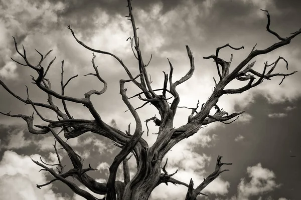 Arbre mort — Photo