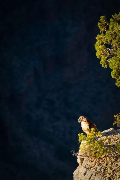 Grand Canyon — Stock Photo, Image