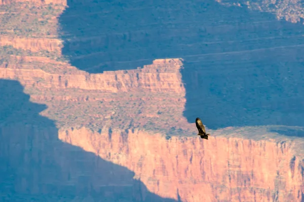 Bird flying over the grand canyon — Stock Photo, Image