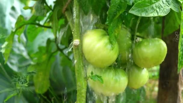 Watering a vegetable garden with tomatoes close-up — Stock Video