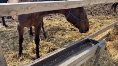 At çiftlikteki boş bir besleyiciden tahıl yiyor.