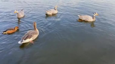Nehirde yavru bir ördek ailesi yüzüyor.