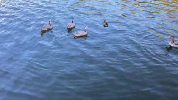 Patos decorativos nadan en el otoño en el lago — Vídeo de stock