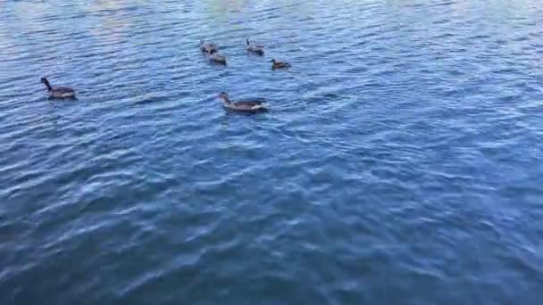 Uma família de patos com um filhote nada no rio contra a corrente — Vídeo de Stock