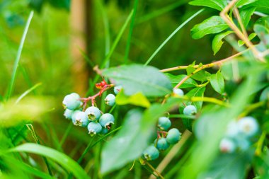 Dala asılmış yabanmersini.