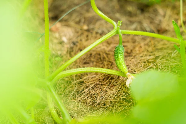 小黄瓜 特写生长在灌木丛中 — 图库照片