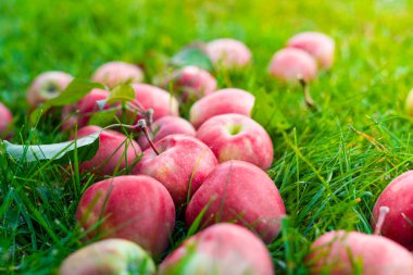 Sulu kırmızı elmalar yeşil çimlerin üzerinde uzanıyorlar.