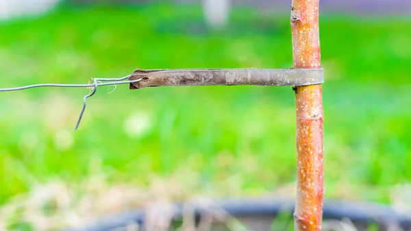 Gebundene Baumsetzlinge Aus Nächster Nähe Lederpolster Zur Vermeidung Von Schäden — Stockfoto