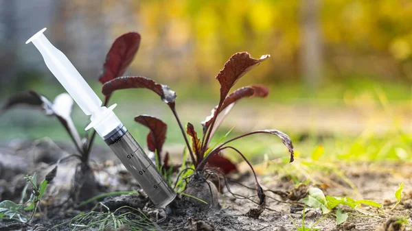 Syringe Gray Liquid Inserted Beets Growing Garden Bed Close — Stock Photo, Image