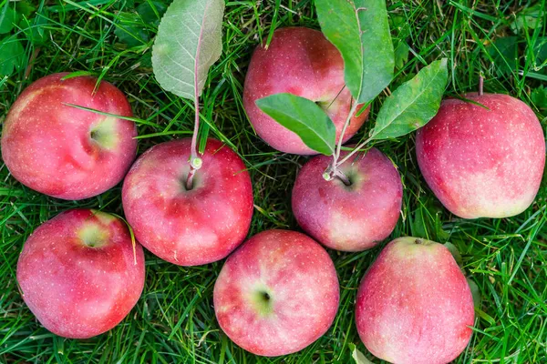 Збираний Урожай Червоних Соковитих Яблук Лежить Зеленій Траві — стокове фото