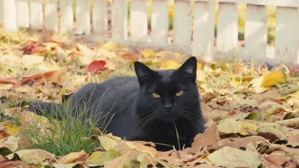 Um gato preto muito sério encontra-se em folhas amarelas no outono — Vídeo de Stock