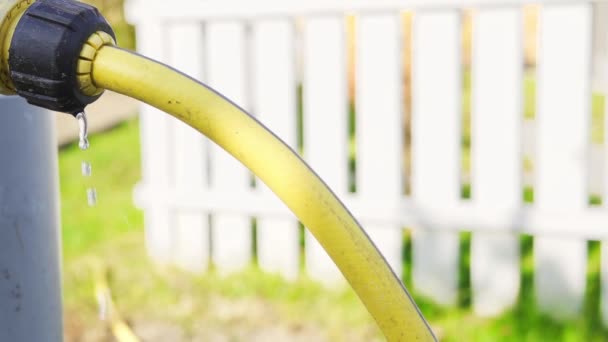 Przeciekający żółty wąż ogrodowy z bliska — Wideo stockowe