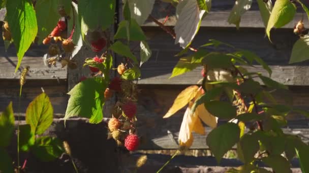 風の中でラズベリーの秋の収穫 — ストック動画