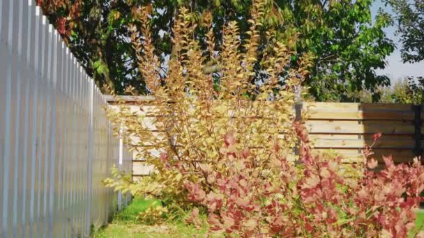 Höstbuske med klargula löv som svajar i vinden — Stockvideo