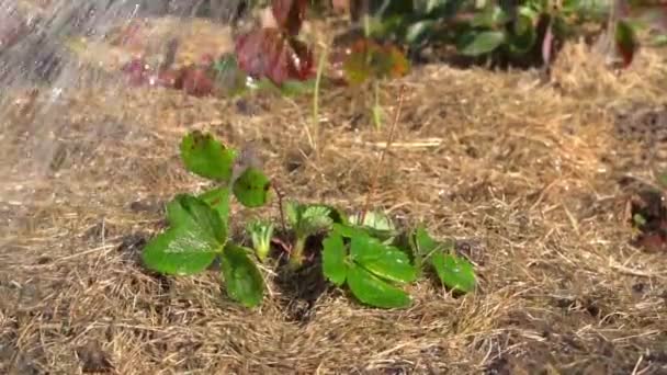 Riego de un arbusto verde de fresas con agua de un riego se puede cerrar en cámara lenta — Vídeos de Stock