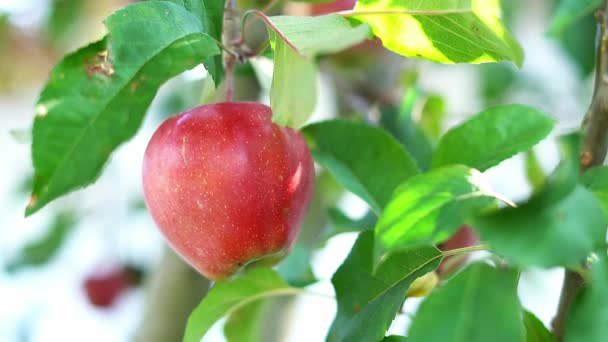 Homem colhe maçãs maduras vermelhas no outono, close-up — Vídeo de Stock