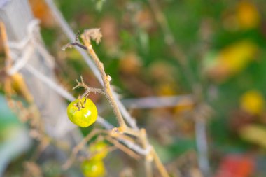 Yeşil domatesler kurumuş bir çalıda asılı.