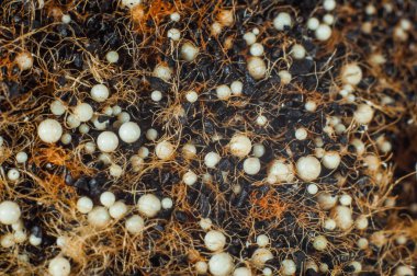 Karbon suyu filtreleme ortamını kapat