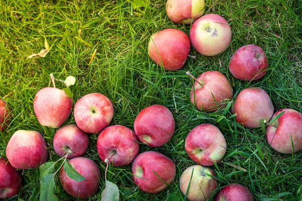 Збираний Урожай Червоних Соковитих Яблук Лежить Зеленій Траві — стокове фото