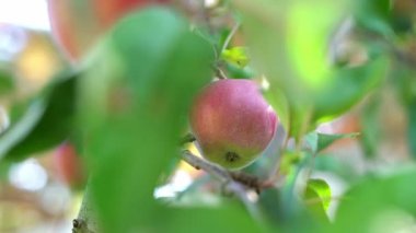 El, ağaçta yetişen taze kırmızı bir elma koparır. Elma bahçesinde sonbahar güneşli bir gün.