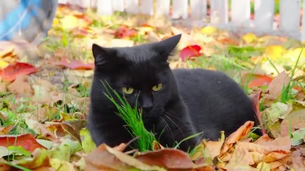 Schöne schwarze Katze spielt mit abgefallenen gelben Herbstblättern — Stockvideo