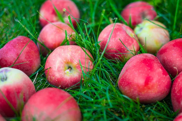 Pommes Rouges Juteuses Reposent Sur Herbe Verte Gros Plan — Photo