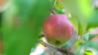 Ağaçta yetişen güzel kırmızı bir elma.
