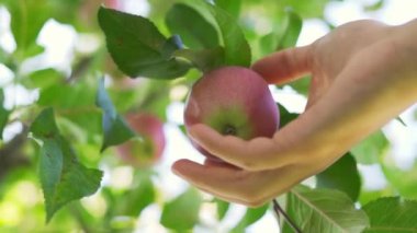 Bir el ağaçta yetişen kırmızı bir elmayı yavaş çekimde topluyor. Alt görünüm