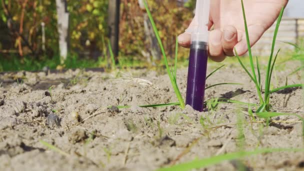 Ruka vyprázdní injekční stříkačku do půdy zeleninové zahrady — Stock video